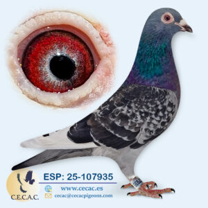 ESP: 2025-107935-M♂   JAN AARDEN/BASTERRA