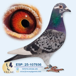 ESP: 2025-107936-H♀   JAN ARDEN/BASTERRA