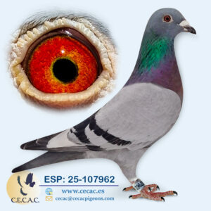 ESP: 2025-107962-H♀  BATENBURG/JELLEMA