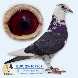 ESP: 2026-107967-H♀   JAN AARDEN