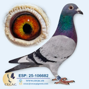 ESP: 2025-106682-M♂   GRAN FONDO