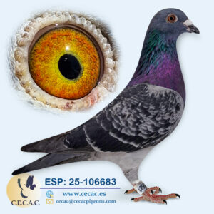 ESP: 2025-106683-M♂   JAN AARDEN/STICHELBAUT