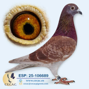 ESP: 2025-106689-M♂   JELLE JELLEMA