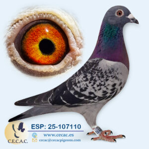 ESP: 2025-107110-M♂   LEON ROKS/JAN AARDEN