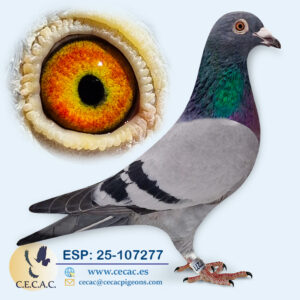 ESP: 2025-107277-M♂   DELBAR