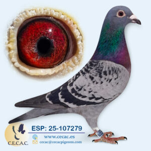 ESP: 2025-107279-H♀   EMIEL DENYS/JAN ARDEN  "PALOMA FÍSICAMENTE SÚPER"