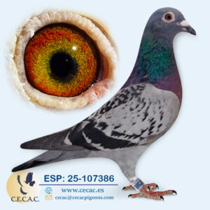 ESP: 2025-107386-H♀   JELLE JELLEMA