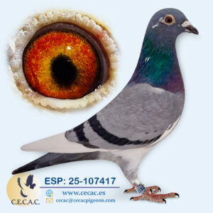 ESP: 2025-107417-H♀   JELLEMA / BATENBURG             "PALOMA FÍSICAMENTE INSUPERABLE"