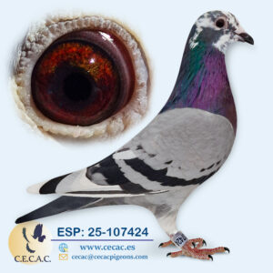 ESP: 2025-107424-H♀  JELLE JELLEMA    "ESTA PALOMA ES FÍSICAMENTE SÚPER"