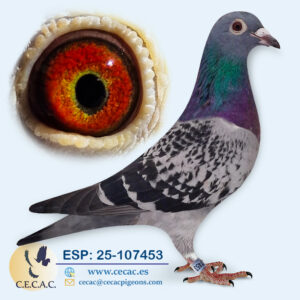 ESP: 2025-107453-H♀   GRAN FONDO