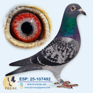 ESP: 2025-107492-M♂   KOOPMAN