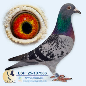 ESP: 2025-107536-M♂   VAN REETH RUDY/PIPA ELITE CENTER