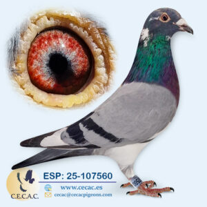 ESP: 2025-107560-M♂  DELBAR