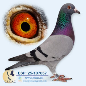 ESP: 2025-107657-M♂  JELLE JELLEMA