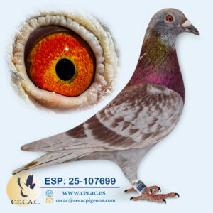 ESP: 2025-107699-M♂   BATENBURG/AARDEN