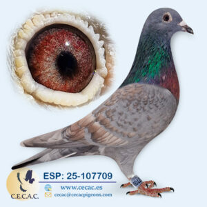 ESP: 2025-107709-H♀   V. WANROY/COLOUR RACING