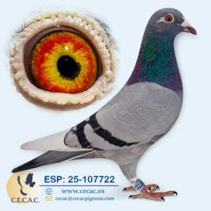 ESP: 2025-107722-H♀   MARTHA VAN GEEL