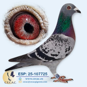 ESP: 2025-107725-H♀  GRAN FONDO    "PALOMA FÍSICAMENTE INSUPERABLE"