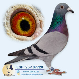 ESP: 2025-107728-H♀   MARTHA VAN GEEL