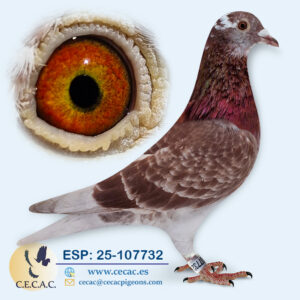 ESP: 2025-107732-H♀  DIRK VAN DEN BULCK