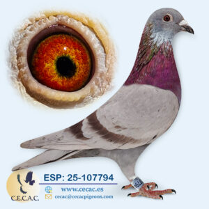 ESP: 2025-107794-M♂   GRAN FONDO