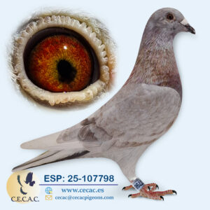 ESP: 2025-107798-M♂   BATENBURG