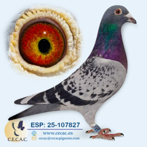 ESP: 2025-107827-M♂   A.P. OVERWATER/JAN AARDEN