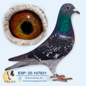 ESP: 2025-107831-M♂   HERBOTS/JAN AARDEN