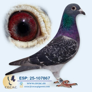ESP: 2025-107867-H♀   STASSART
