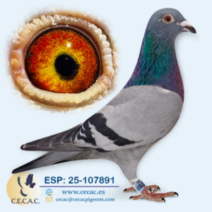 ESP: 2025-107891-H♀   JELLEMA/BATENBURG