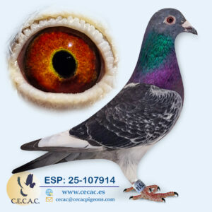 ESP: 2025-107914-M♂   KO VAN DOMMELEN