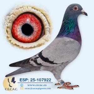 ESP: 2025-107922-H♀   KANNIBAAL/DIRK VAN DYCK