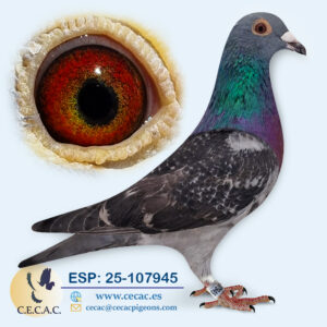 ESP: 2025-107945-H♀   STICHERBAUT/OVERWATER