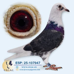 ESP: 2025-107947-H♀   BART GEERINCKX