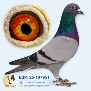 ESP: 2025-107951-M♂   GRAN FONDO   "PALOMA FÍSICAMENTE INSUPERABLE"