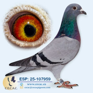 ESP: 2025-107959-H♀   MARTHA VAN GEEL