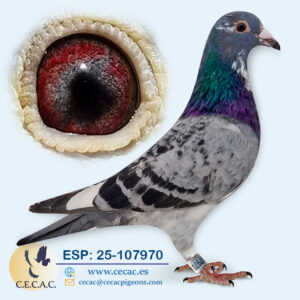 ESP: 2025-107970-H♀   DERBY