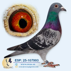 ESP: 2025-107993-M♂   JELLE JELLEMA