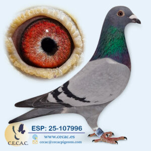 ESP: 2025-107996-M♂   GRAN FONDO  "PALOMA FÍSICAMENTE INSUPERABLE"