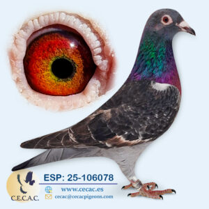 ESP: 2025-106078-H♀ EMIEL DENYS/JAN AARDEN
