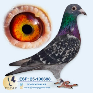 ESP: 2025-106688-H♀   HERBOTS/JAN AARDEN