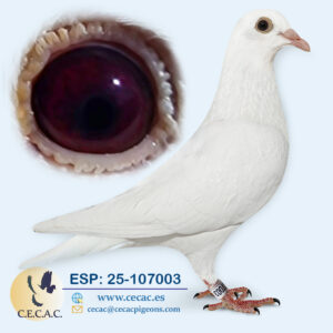 ESP: 2025-107003-M♂ PIET LAZEROMS/JAN AARDEN