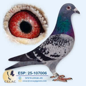 ESP: 2025-107006-M♂   JAN HOOYMANS/HERBOTS