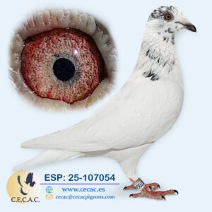 ESP: 2025-107054-M♂   DELBAR