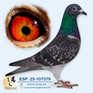 ESP: 2025-107379-M♂ DIRK VAN DEN BULCK