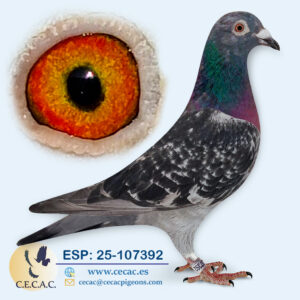 ESP: 2025-107392-H♀   STASSART