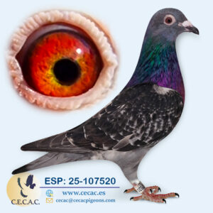 ESP: 2025-107520-H♀ STASSART