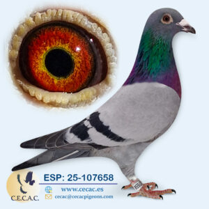 ESP: 2025-107658-M♂ JELLE JELLEMA