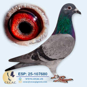 ESP: 2025-107680-H♀ PIPA ELITE CENTER