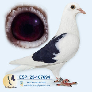 ESP: 2025-107694-M♂ BART GEERINNCKX